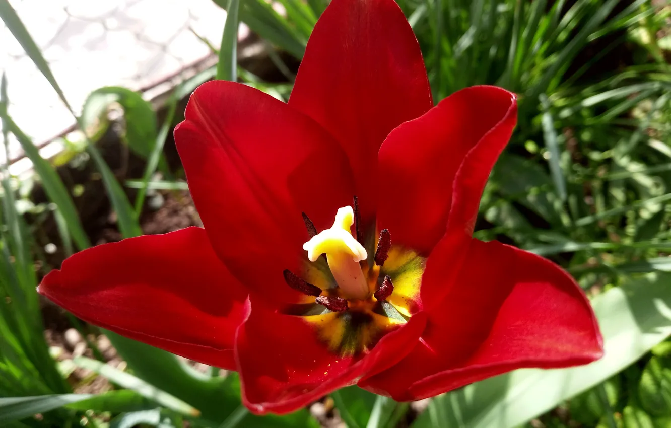 Фото обои flowers, macro flowers, tulip