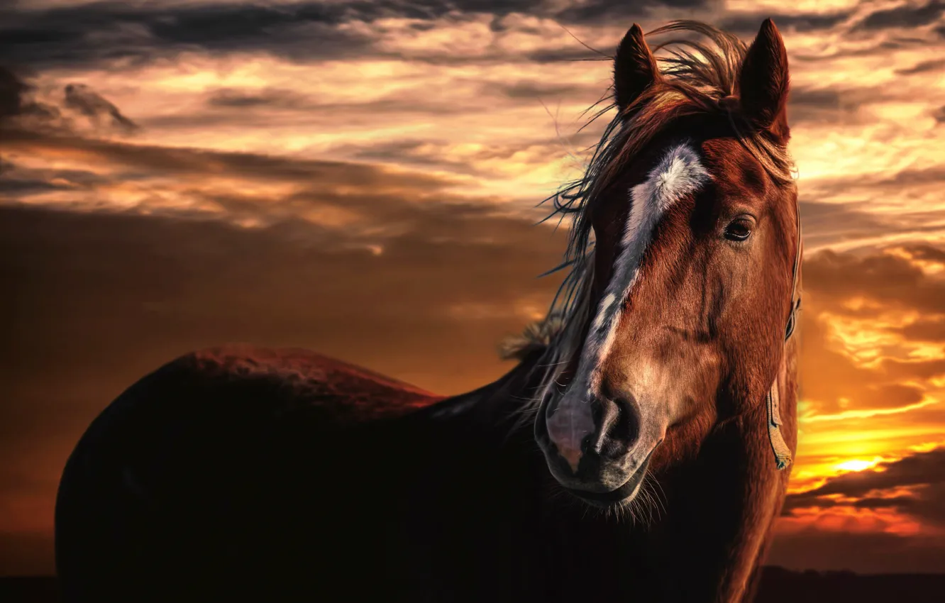 Фото обои небо, облака, закат, конь, обработка, Horse