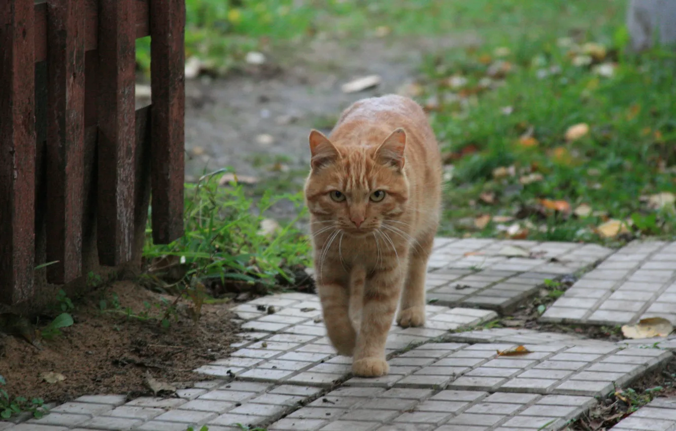 Фото обои кот, взгляд, кошки, животное, деревня, рыжий, прогулка