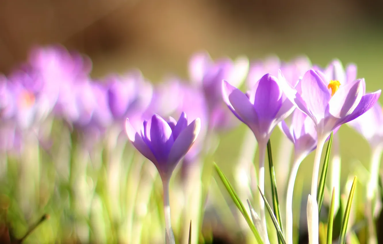 Фото обои весна, крокусы, первоцвет, боке