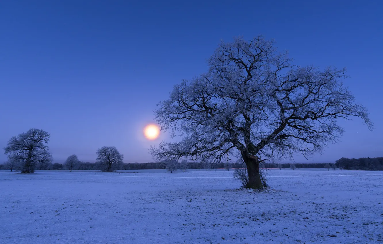 Фото обои зима, ночь, дерево
