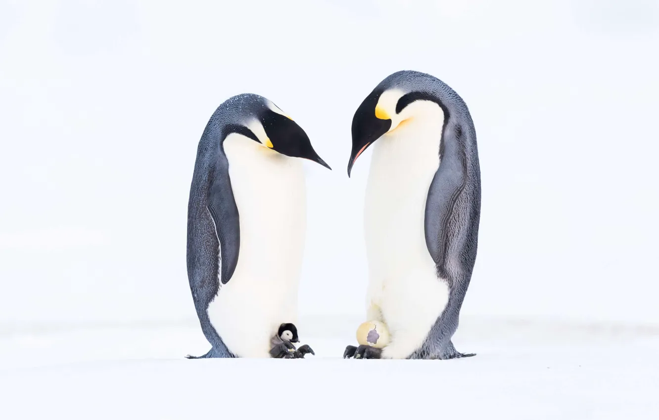 Фото обои animals, frozen, cold, penguins