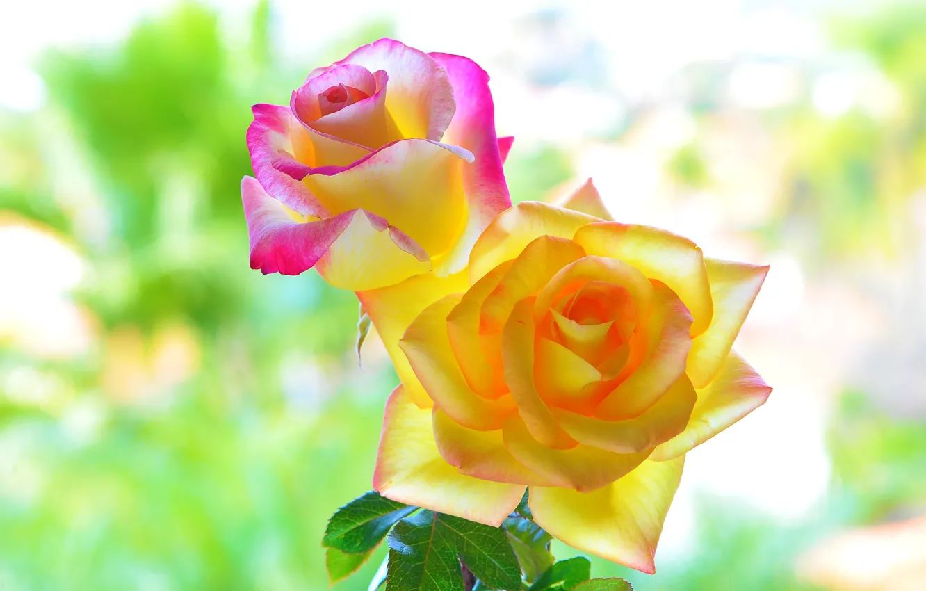Фото обои цвета, макро, фон, розы, красота, лепестки