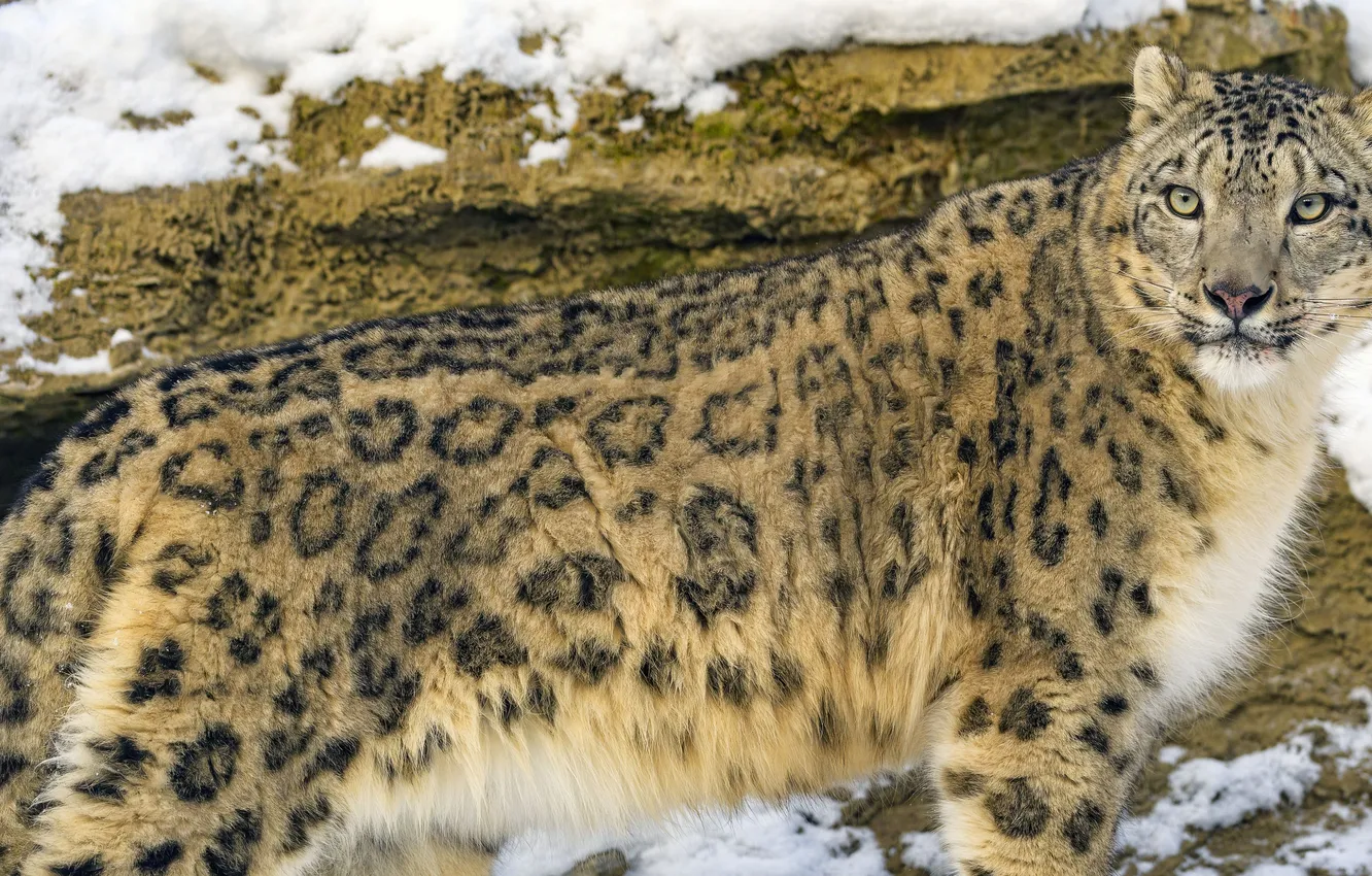 Фото обои cat, predator, big cat, snow eopard