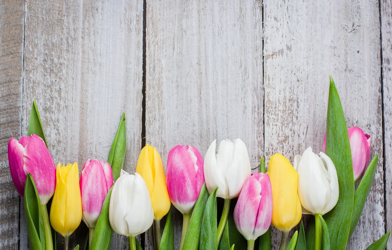 Фото обои цветы, доски, colorful, тюльпаны, wood, pink, flowers, tulips