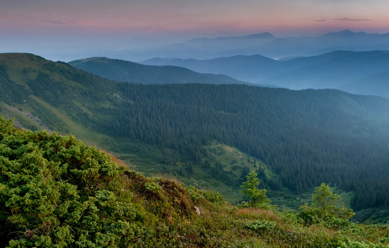 Фото обои лес, горы, панорама, Украина, Карпаты, Закарпатье