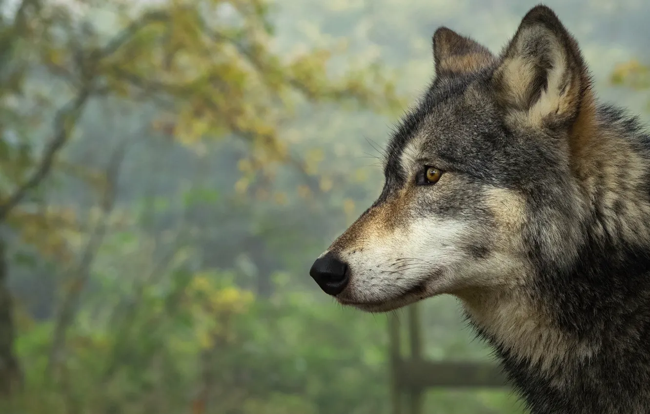 Фото обои осень, морда, природа, серый, фон, волк, портрет, профиль