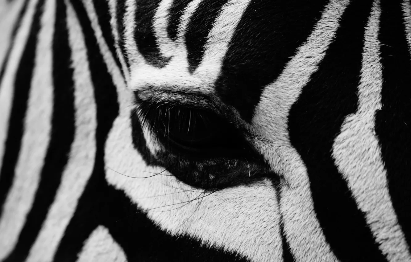 Фото обои полоски, глаз, зебра