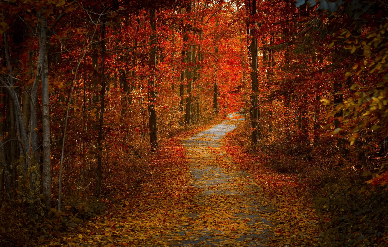 Фото обои дорога, осень, природа