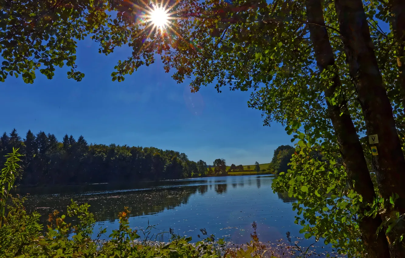 Фото обои зелень, солнце, лучи, деревья, ветки, озеро, Германия, кусты