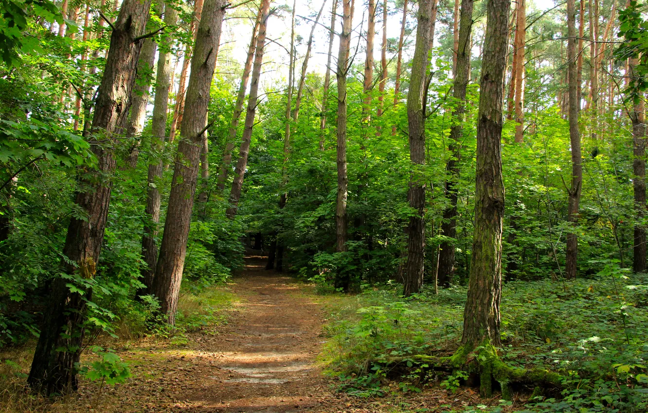 Фото обои forest, trees, park, alley