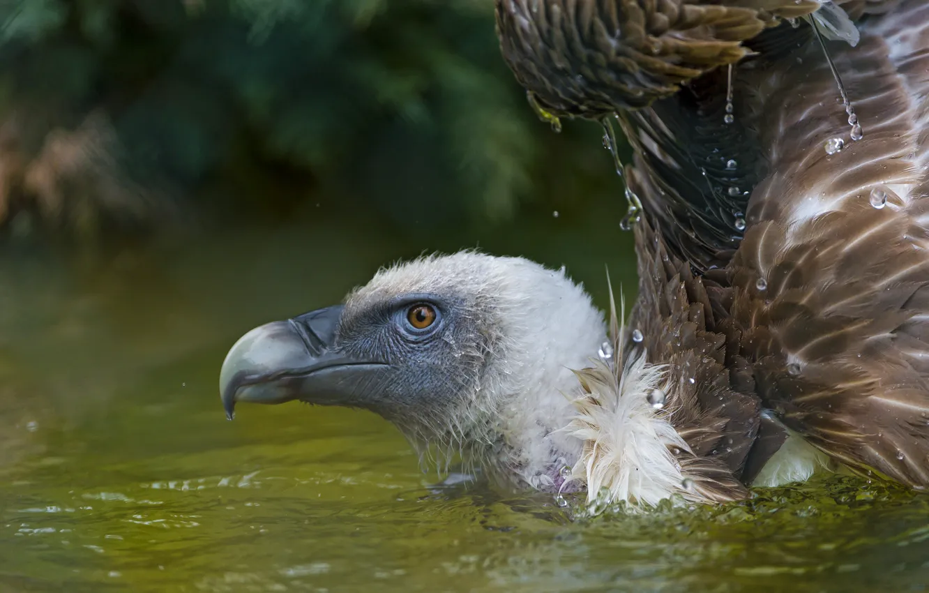 Фото обои капли, птица, хищник, водоем, гриф
