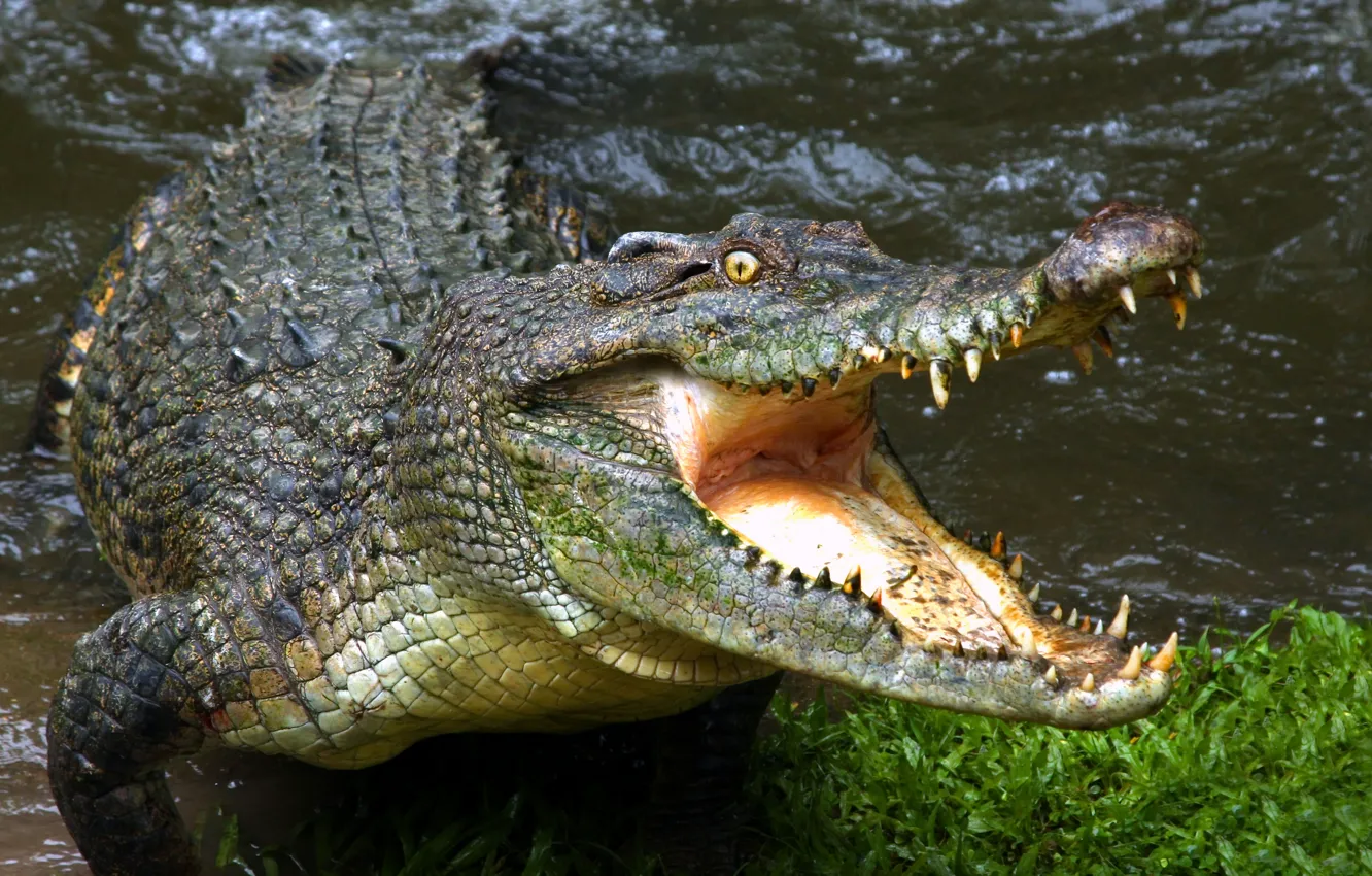 Фото обои зубы, крокодил, пасть