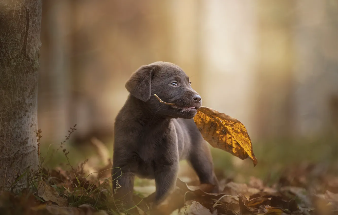 Фото обои осень, лист, собака, малыш, листик, щенок, боке, пёсик