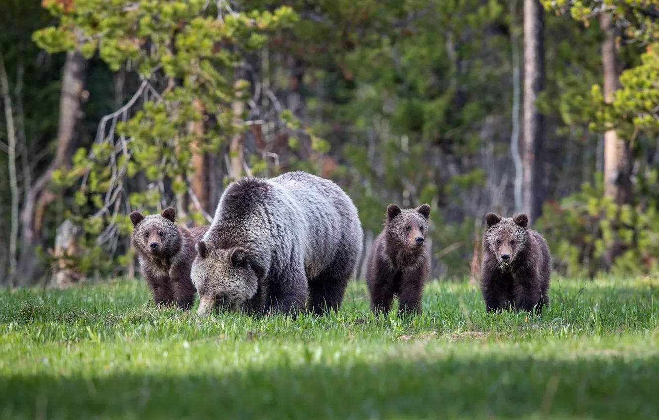 Фото обои лес, поляна, медведи, медвежата, медведица