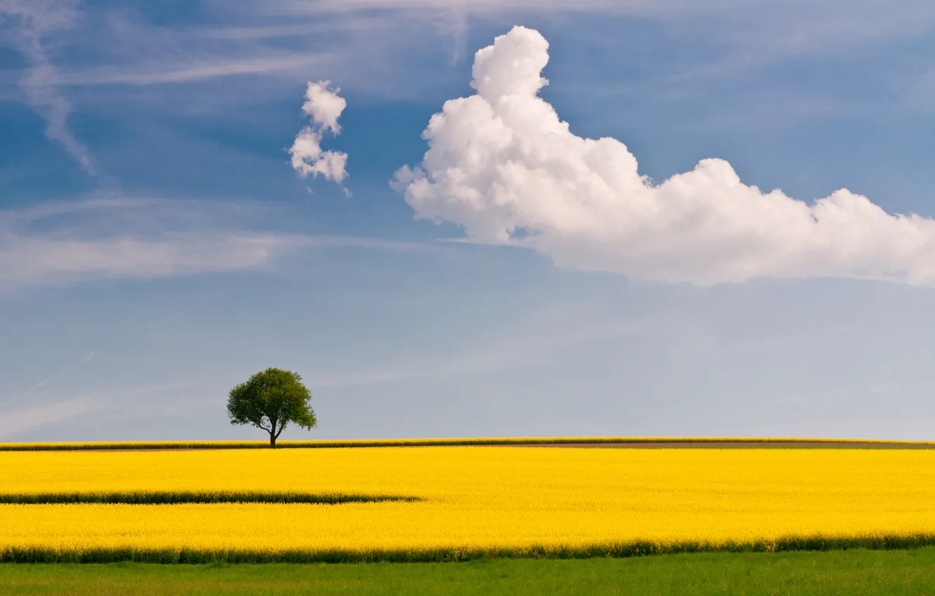 Фото обои поле, лето, небо, облака, дерево, рапс