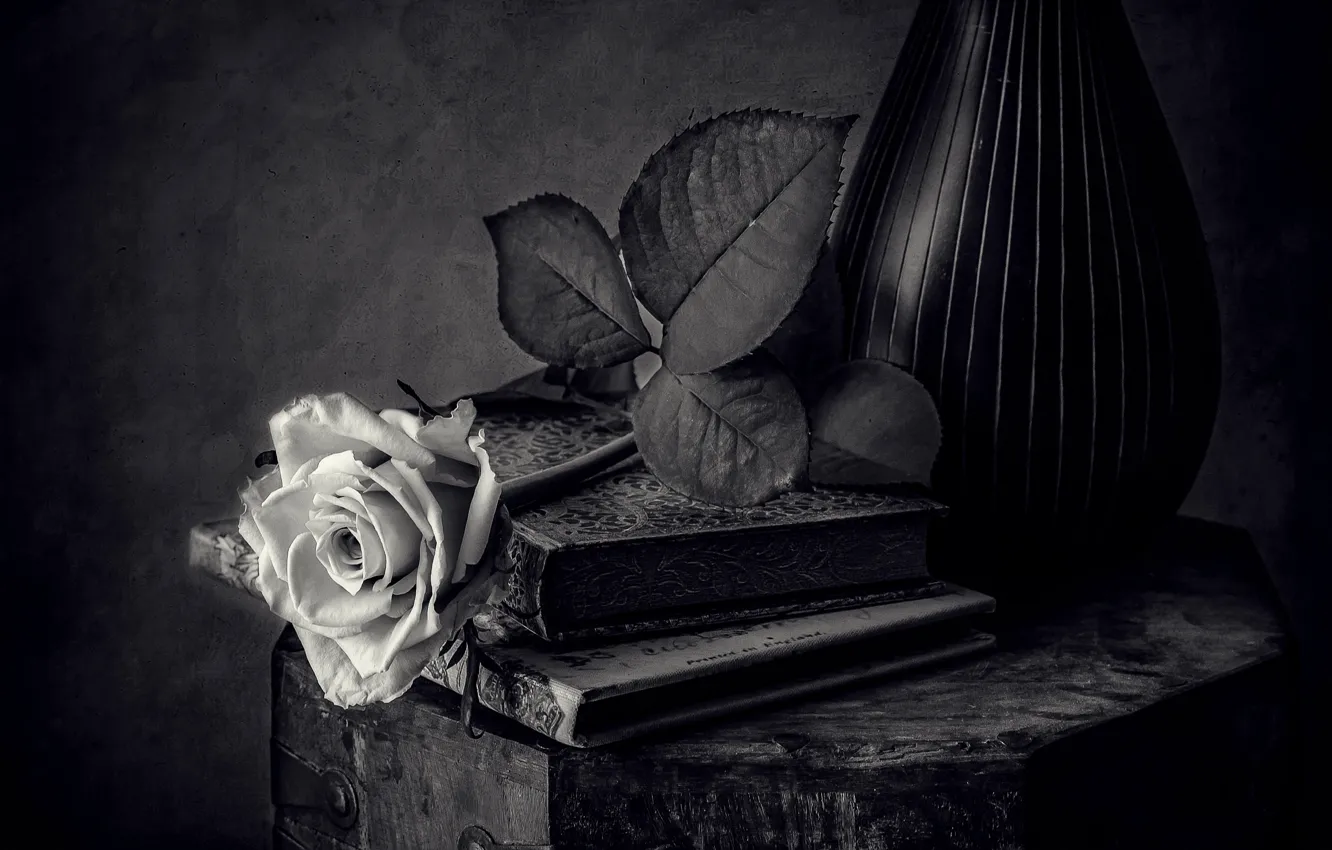 Фото обои черно-белый, роза, книги