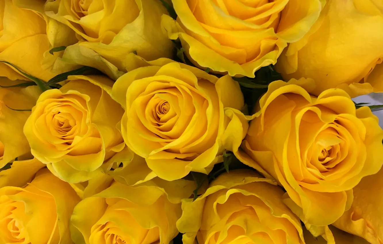 Фото обои розы, букет, жёлтые розы