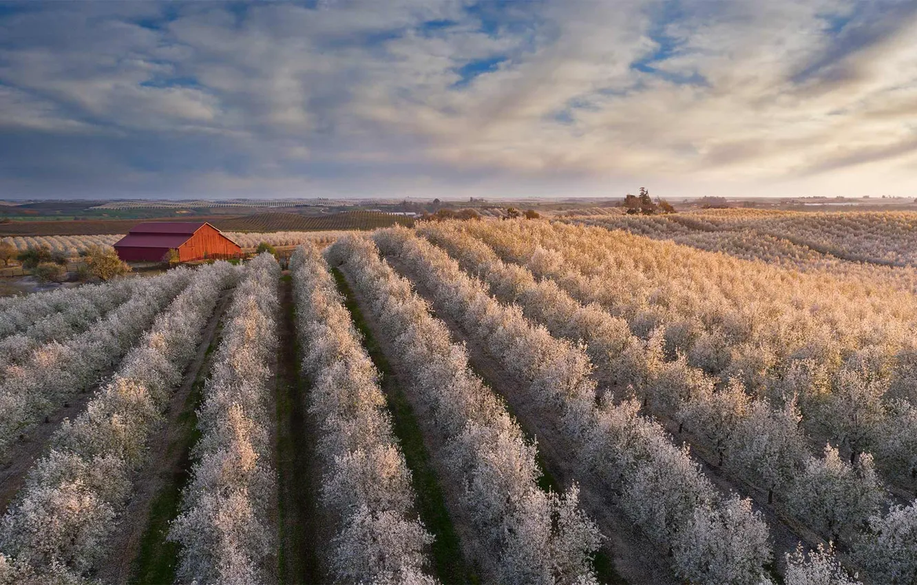 Фото обои дом, весна, США, цветение, миндаль, Калифорнийская долина