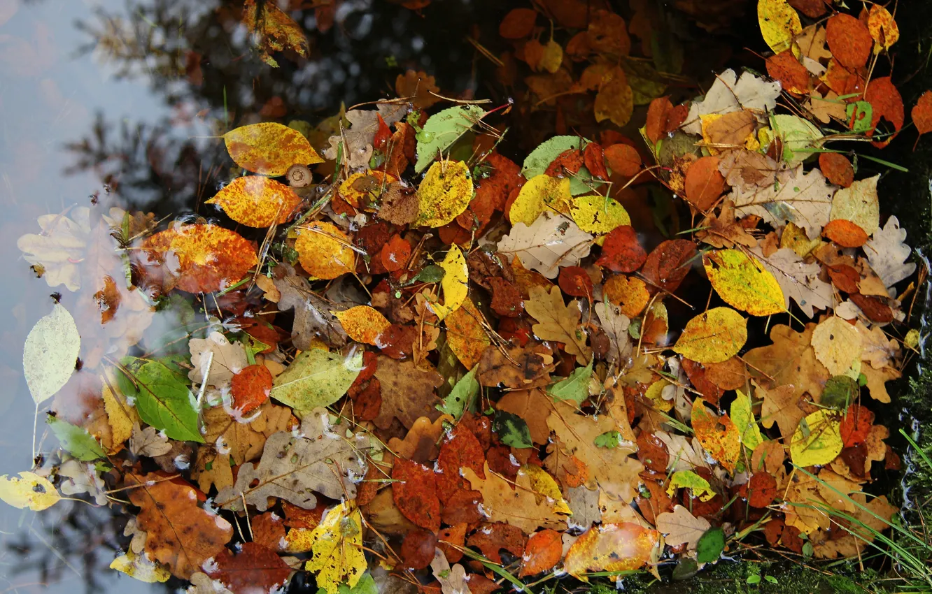 Фото обои осень, листья, обои, wallpaper, wallpapers, красивые обои, листья в воде