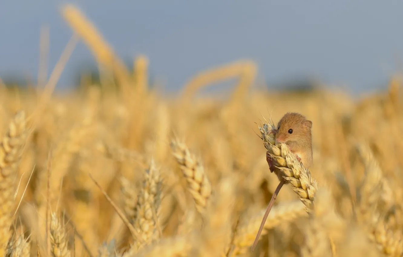 Фото обои лето, природа, Harvest Mouse