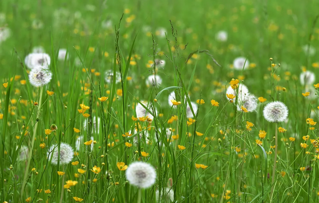 Фото обои поле, трава, цветы, одуванчики