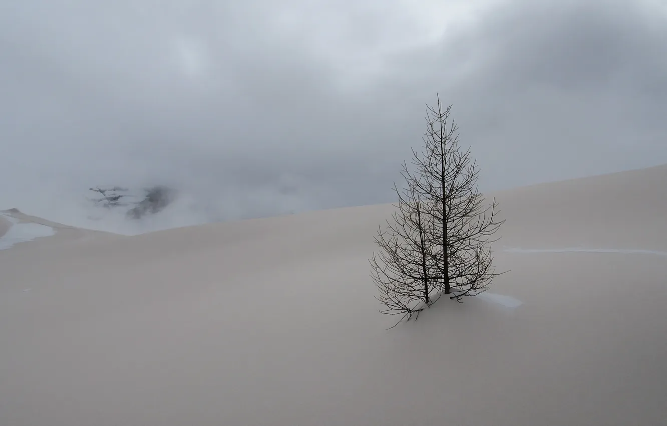 Фото обои зима, снег, пейзаж, природа, ёлка