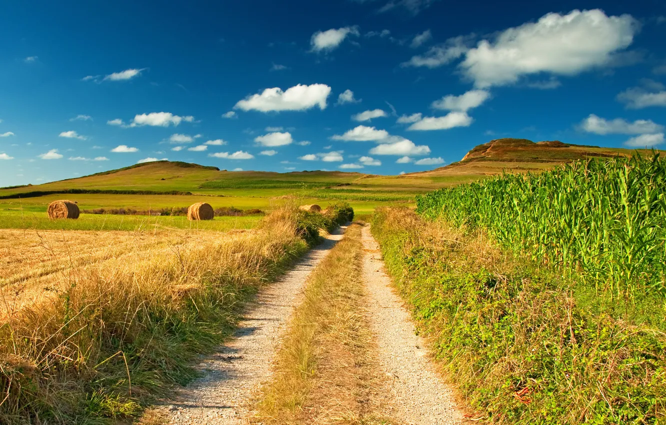 Фото обои поле, небо, природа, голубое, кукуруза, стог, горизонт, простор