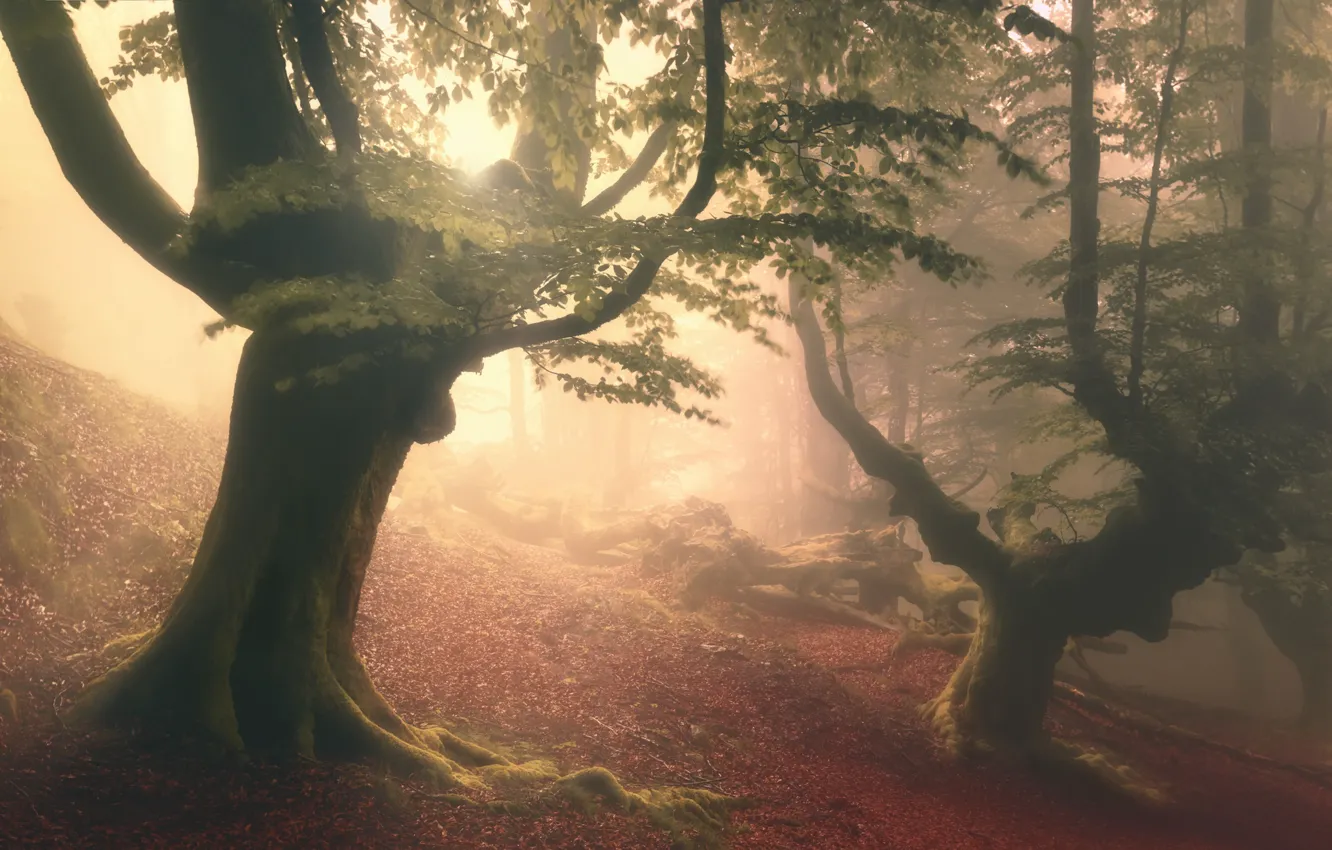 Фото обои лес, деревья, туман, дымка, forest, trees, fog, haze