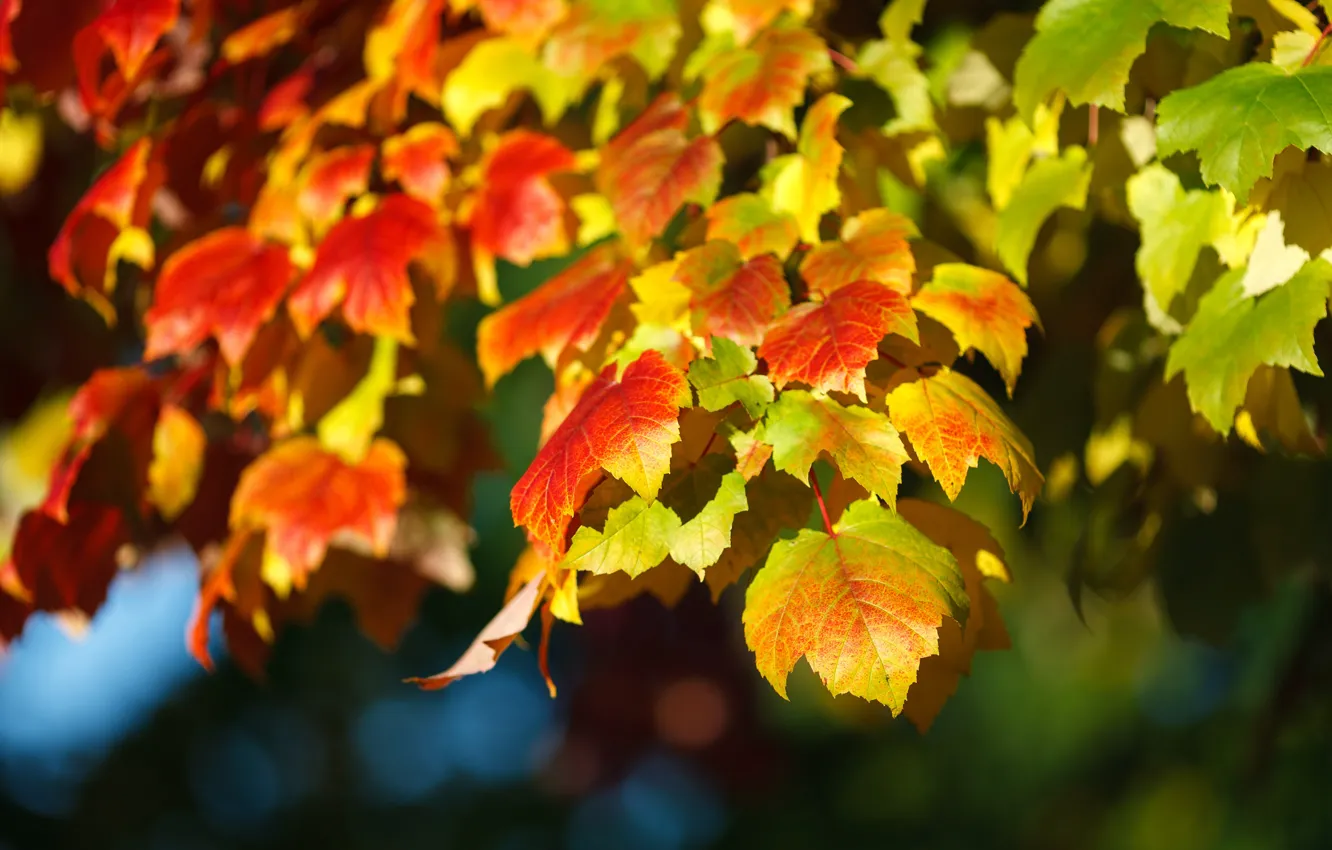Фото обои осень, листья, свет, ветки, настроение, листва, яркие, желтые