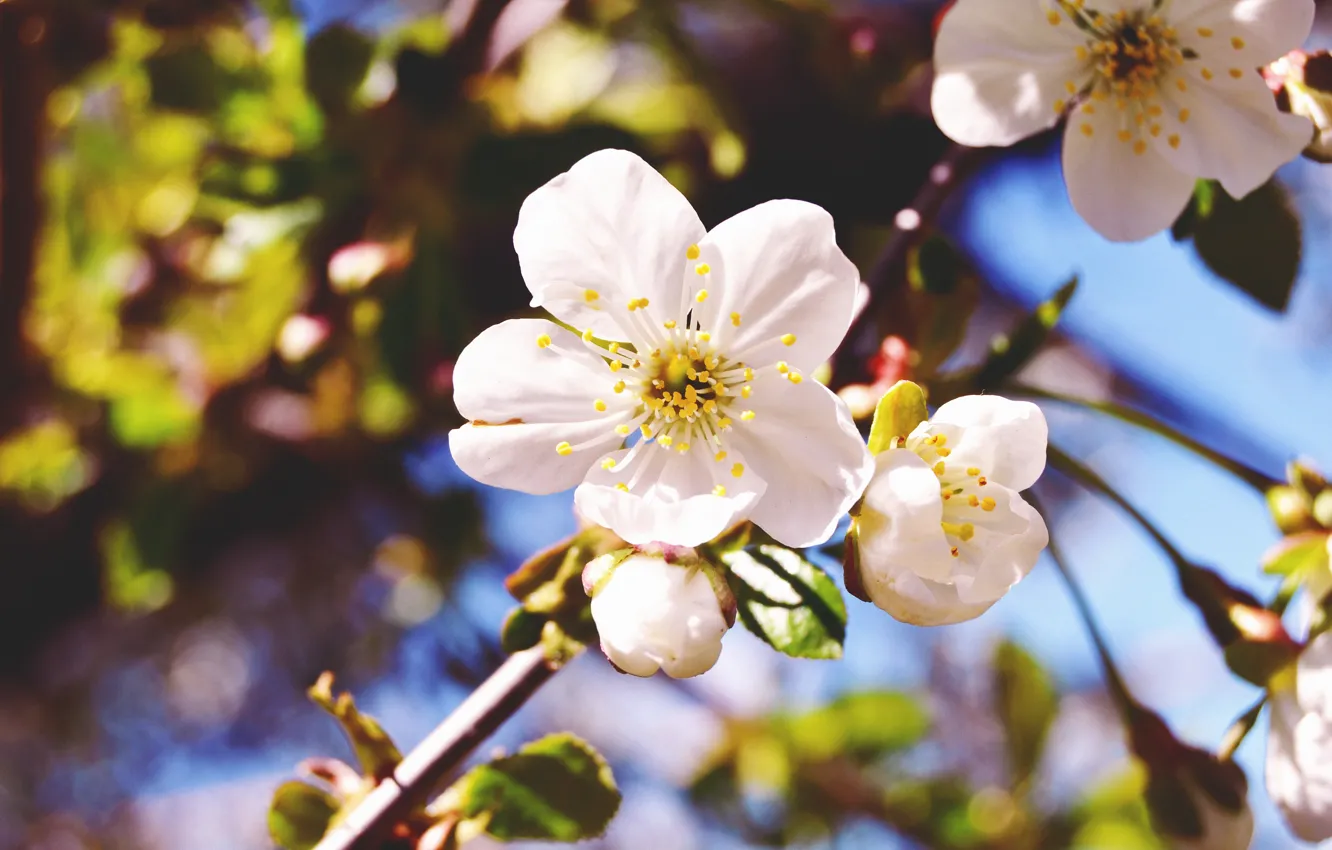 Фото обои цветок, макро, природа, вишня, весна, ветвь, цветение