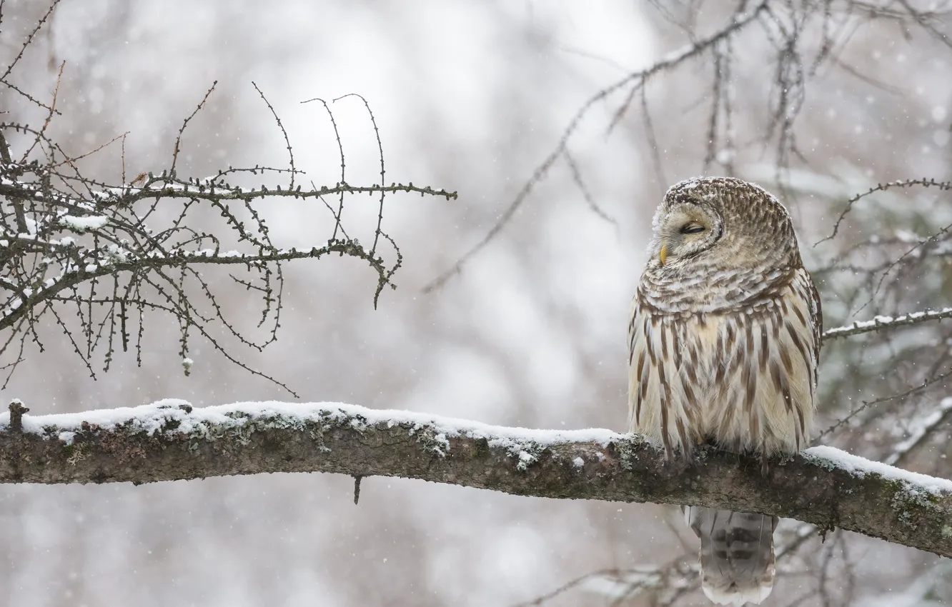 Фото обои зима, сова, птица, ветка, Канада