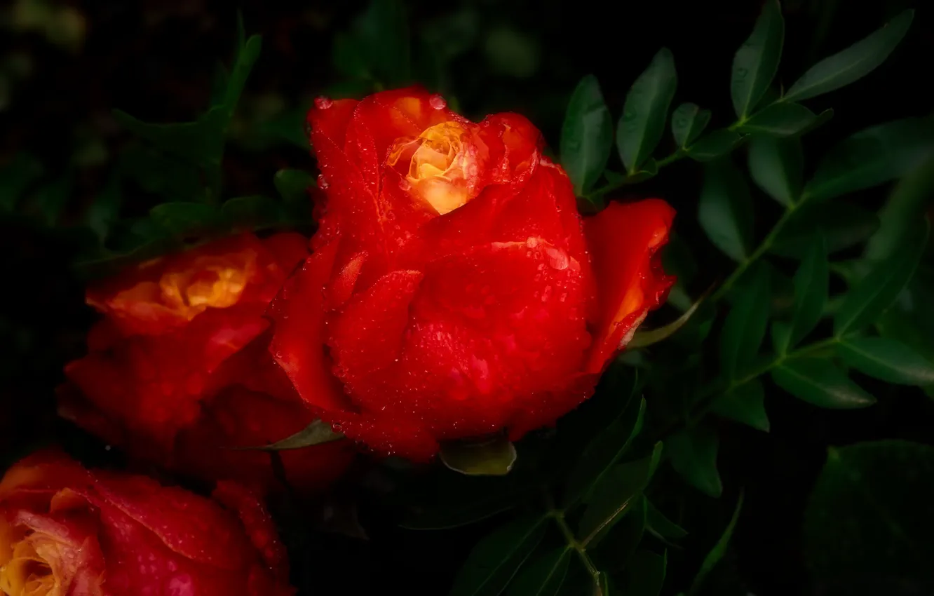 Фото обои листья, капли, розы, красные