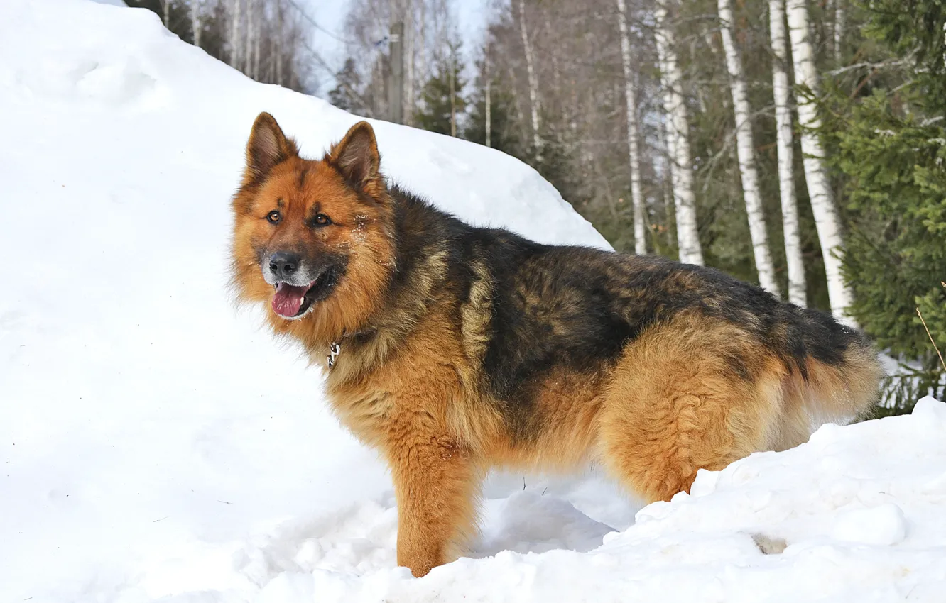Фото обои зима, лес, Собака, немецкая овчарка, Шерхан