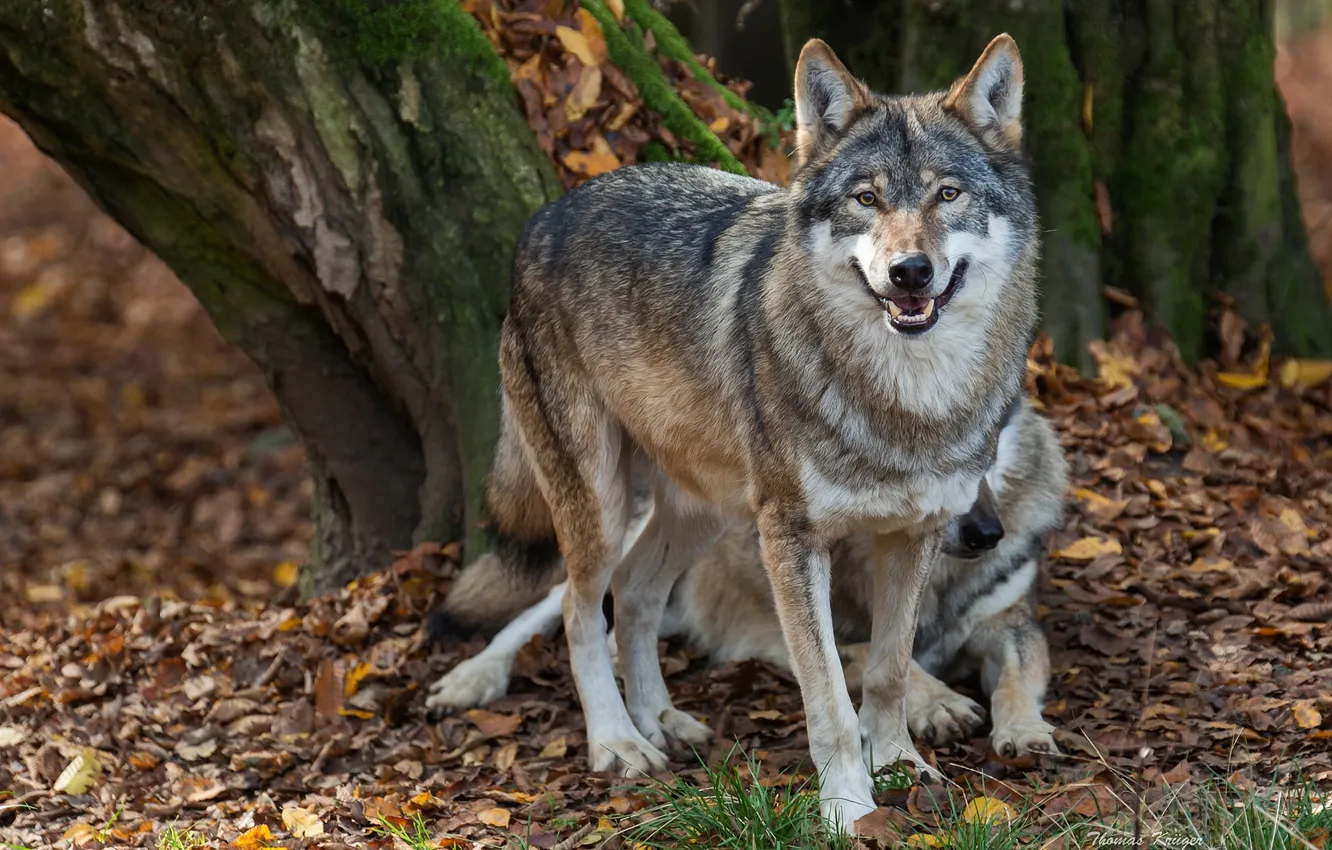Фото обои осень, хищники, волки, санитары