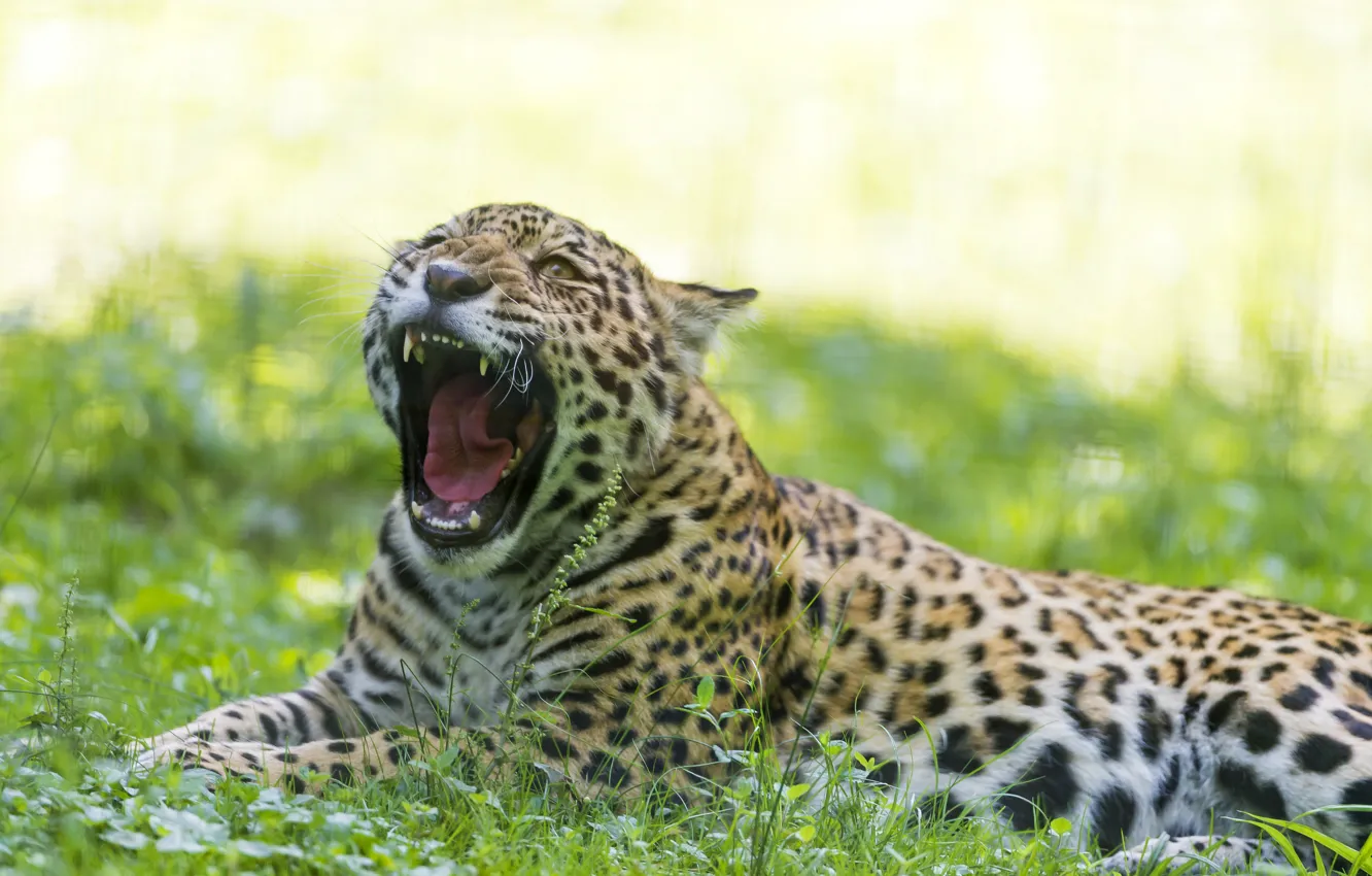Фото обои кошка, трава, пасть, ягуар, зевает, ©Tambako The Jaguar
