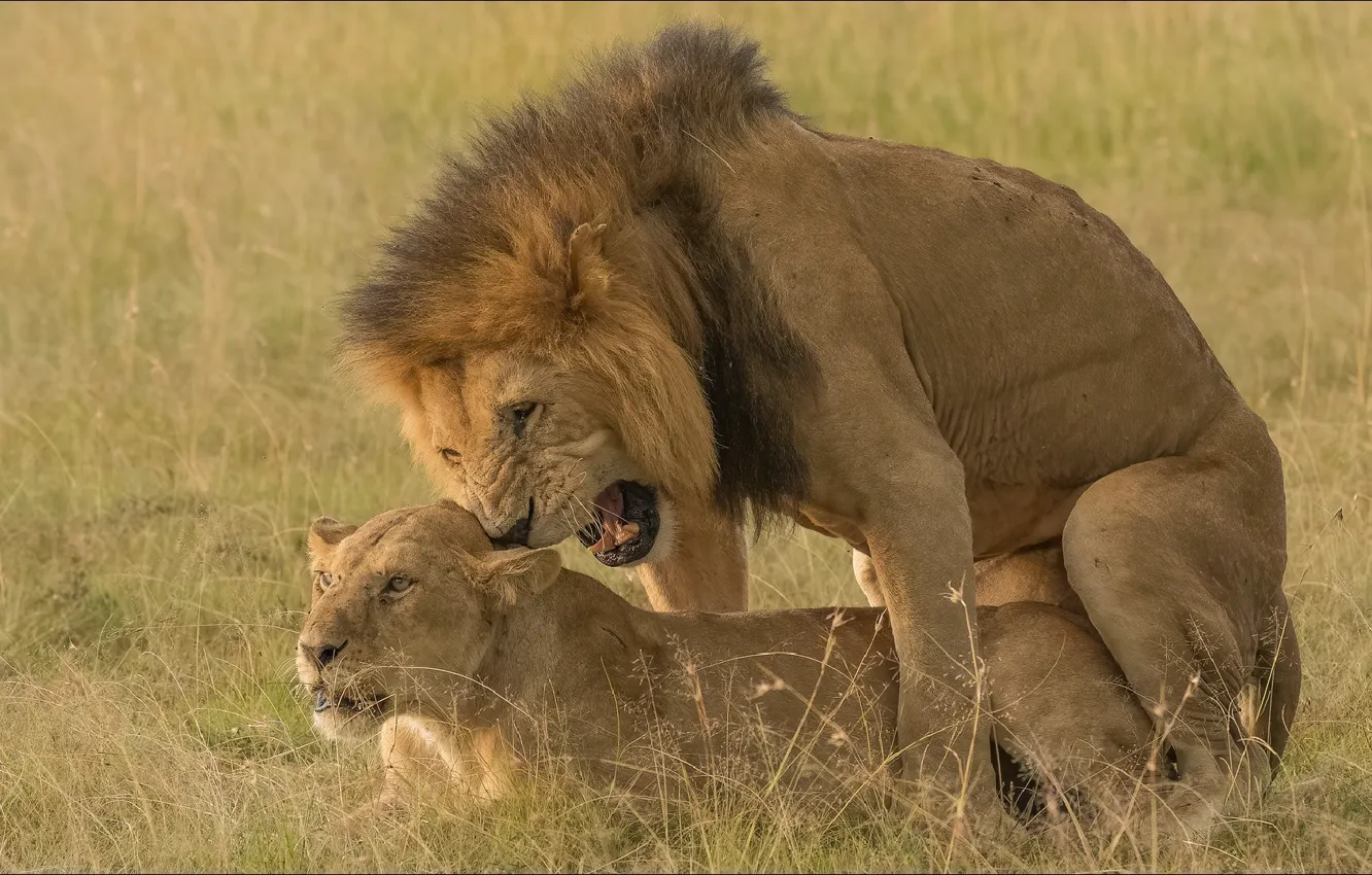 Фото обои кошки, эмоции, лев, двое, львица, animals, lion, two