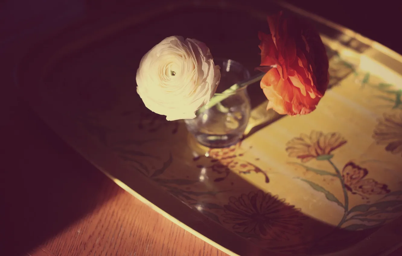 Фото обои цветы, розы, лепестки, белая