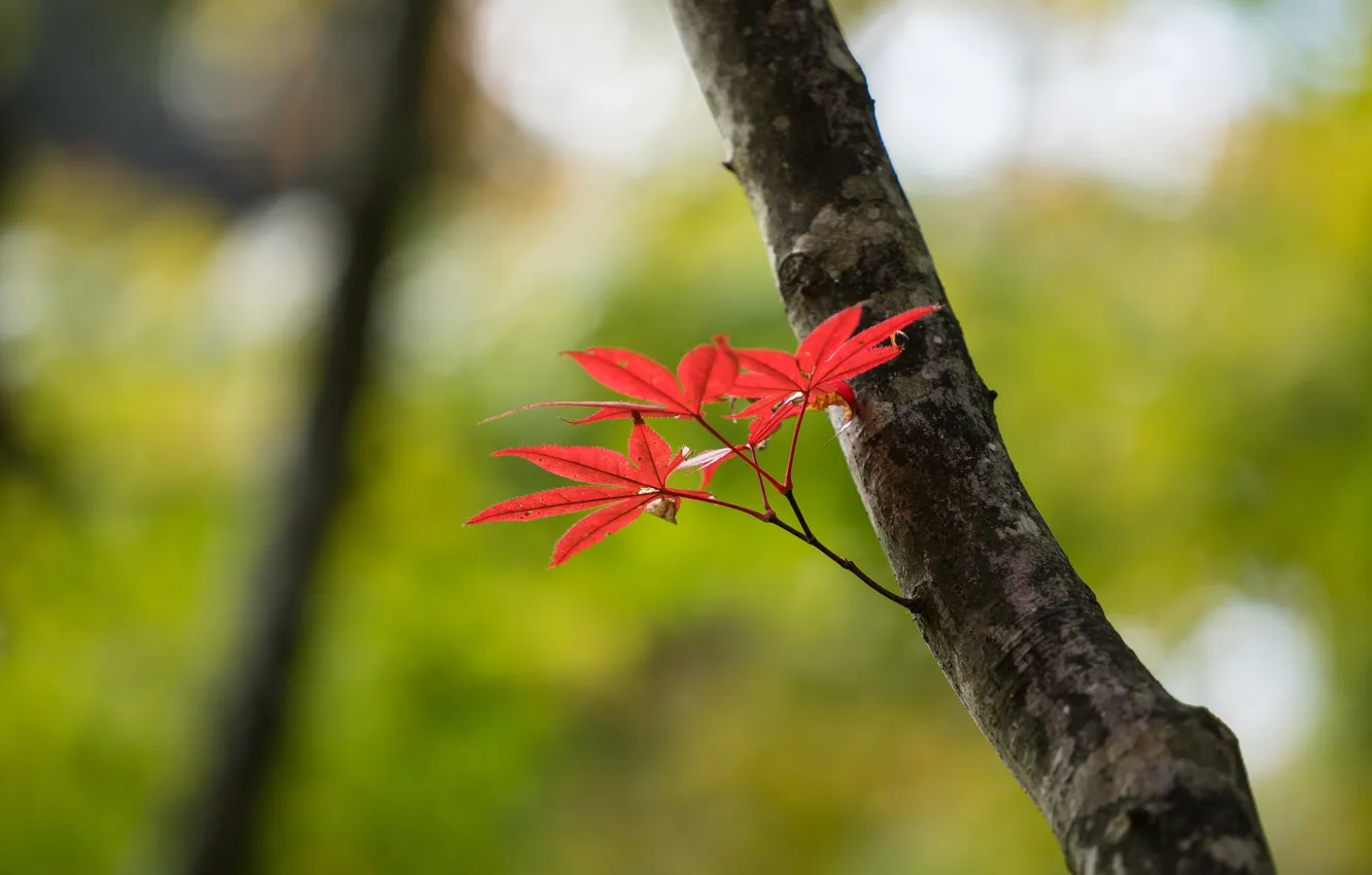 Фото обои осень, листья, дерево, ствол