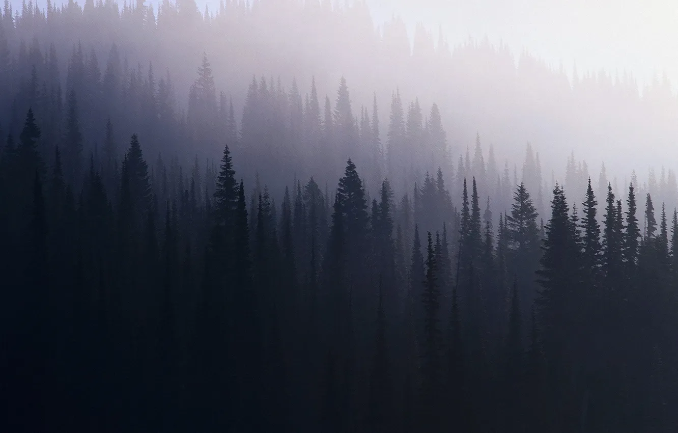 Фото обои лес, туман, ель