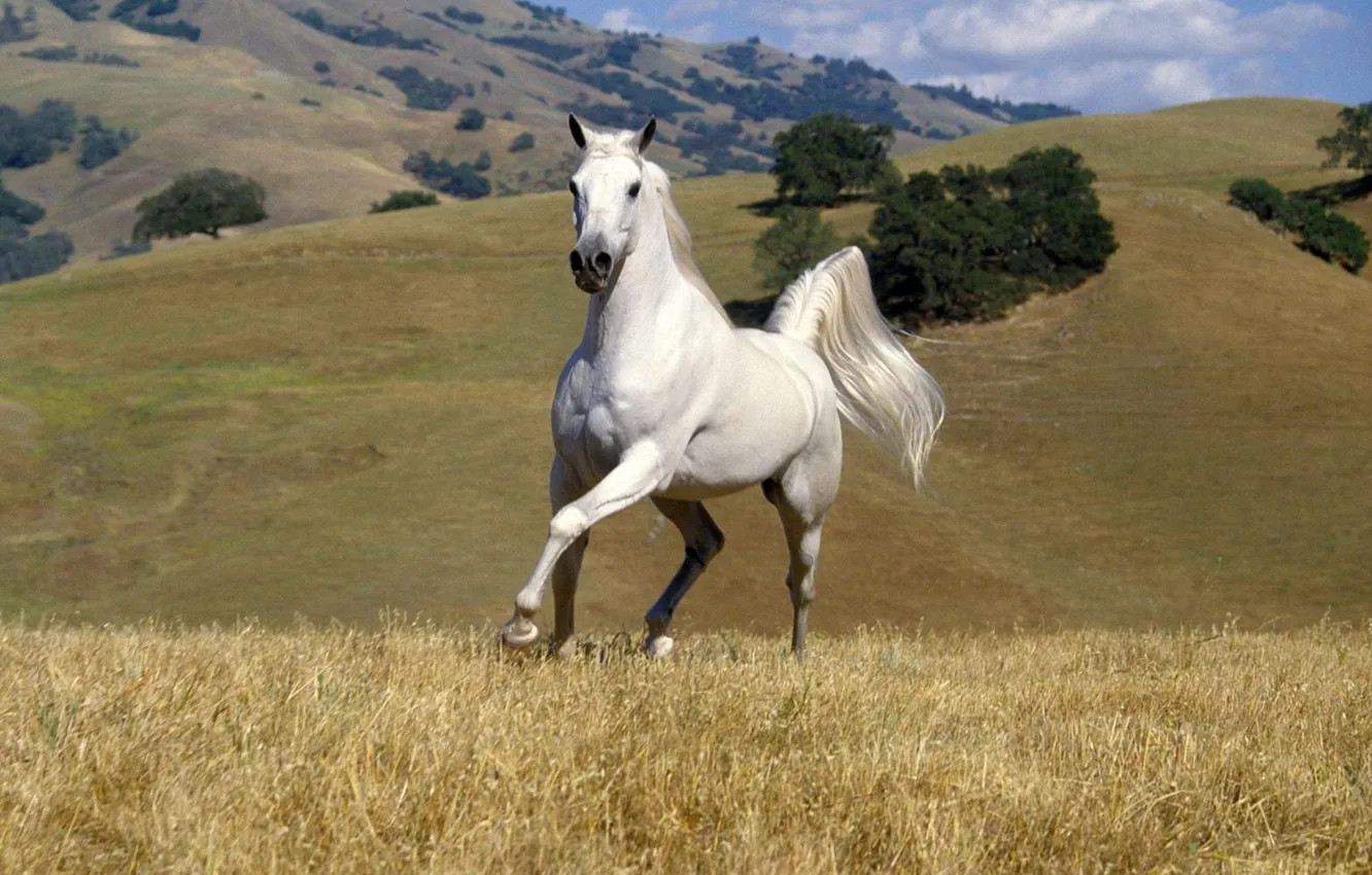 Фото обои трава, горы, Лошадь, белоя