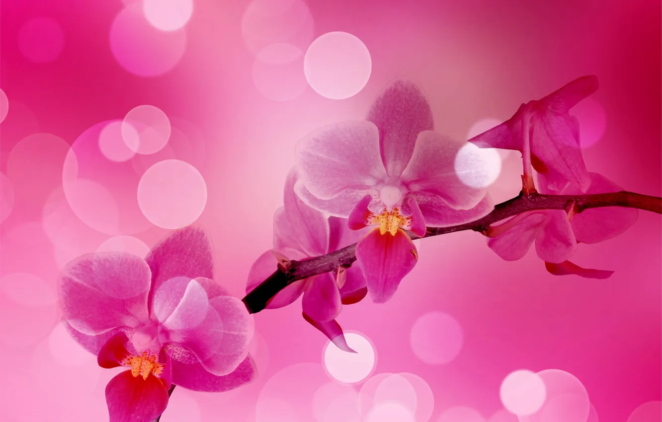 Фото обои блики, ветка, розовые, орхидеи