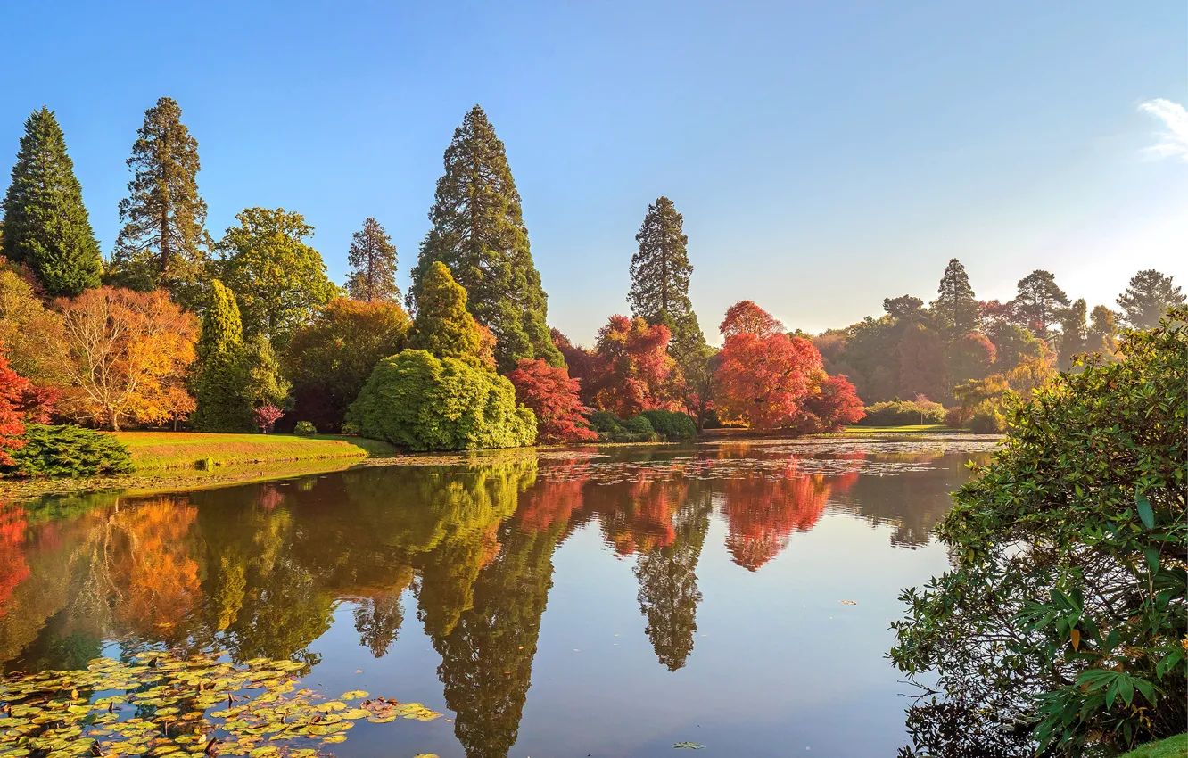 Фото обои осень, солнце, деревья, река, England, Sheffield Park