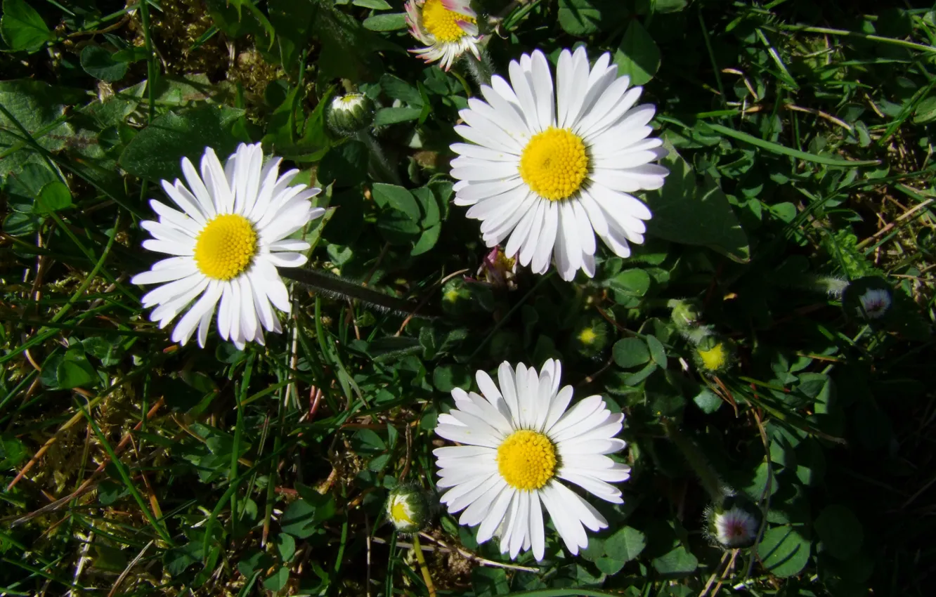 Фото обои Blüte, Daisywheeler, Gänseblümchen