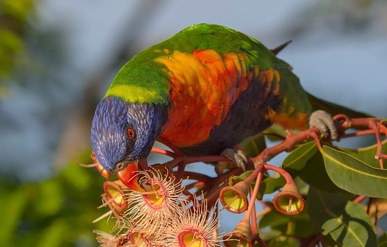 Фото обои листья, птица, ветка, попугай, цветки, Многоцветный лорикет, Коримбия фикусолистная
