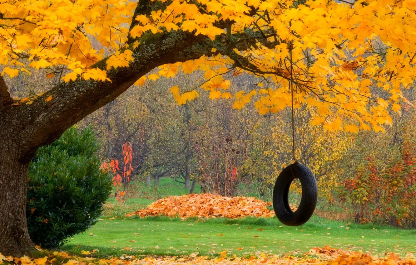 Фото обои осень, лес, листья, деревья, природа, парк, качели, colors