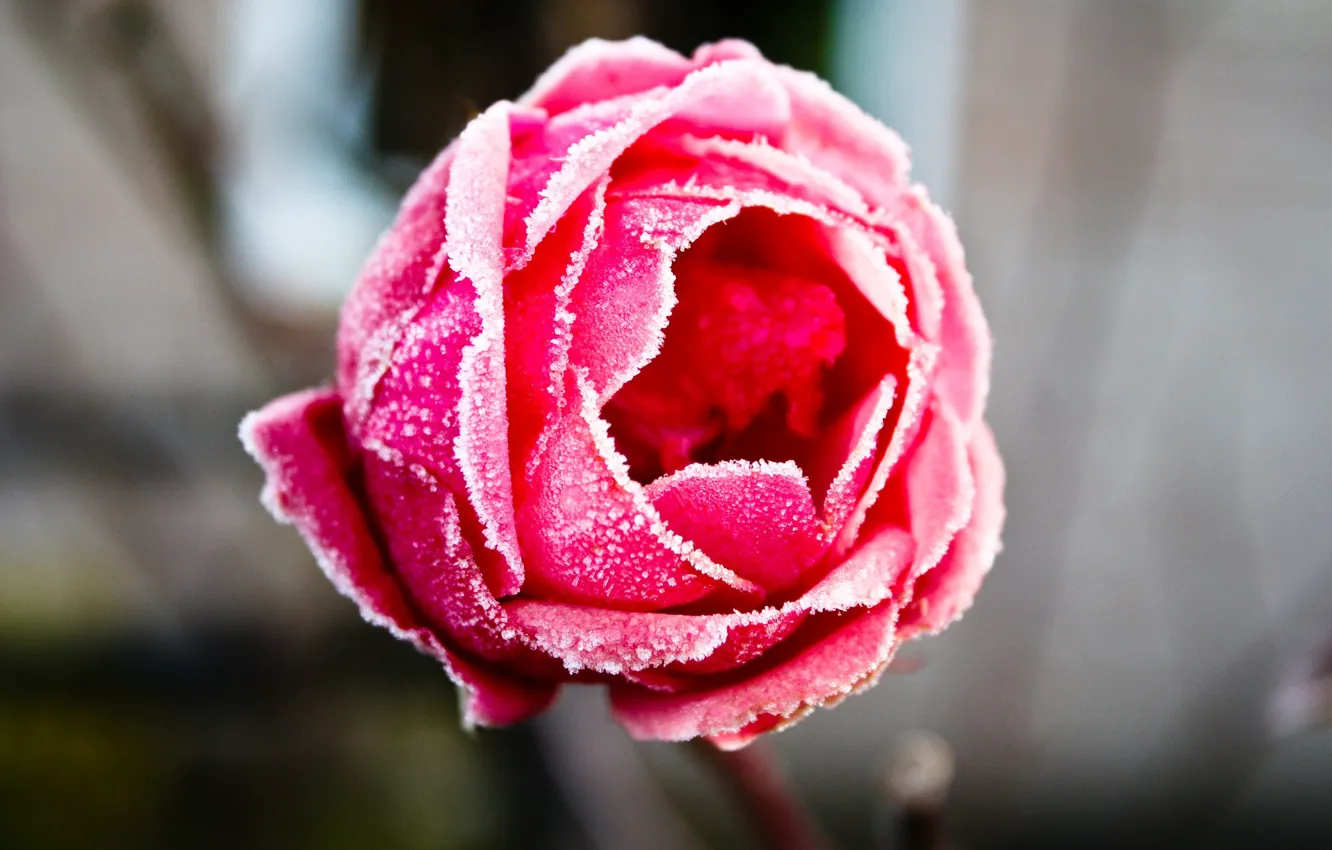 Фото обои иней, розы, мороз