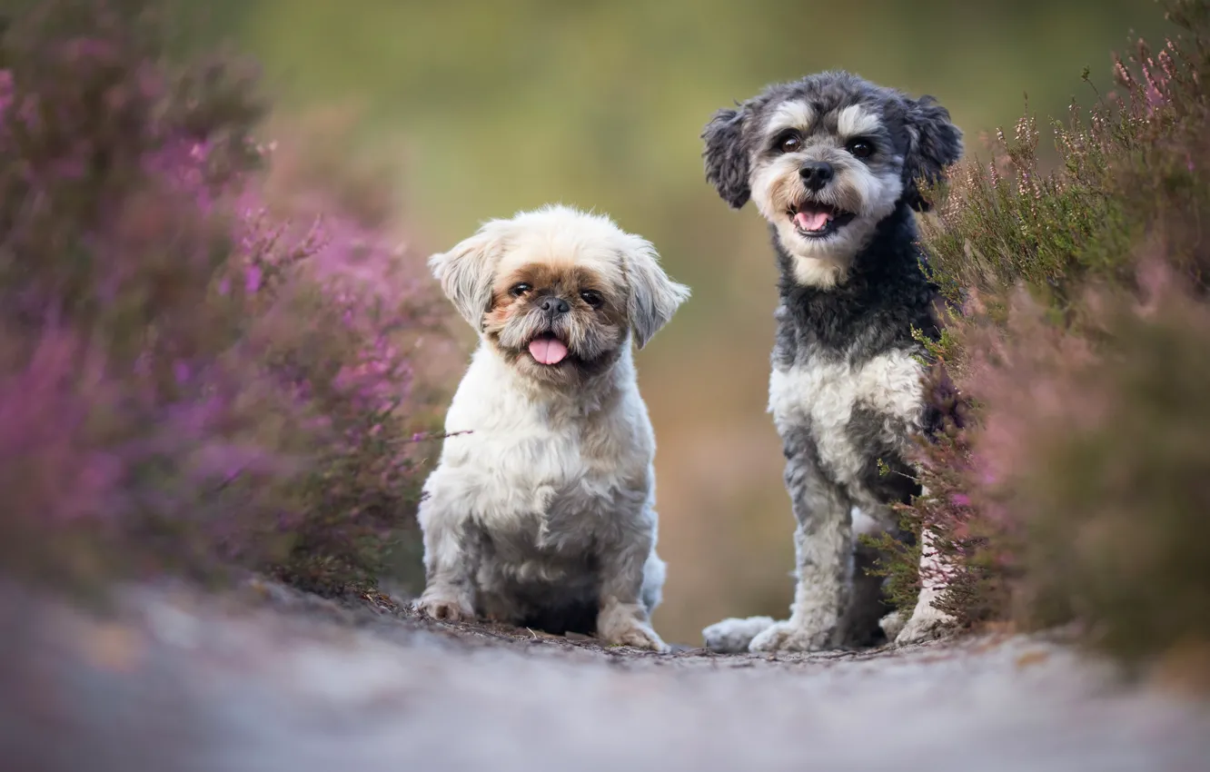 Фото обои собаки, цветы, пара, парочка, дуэт, друзья, вереск