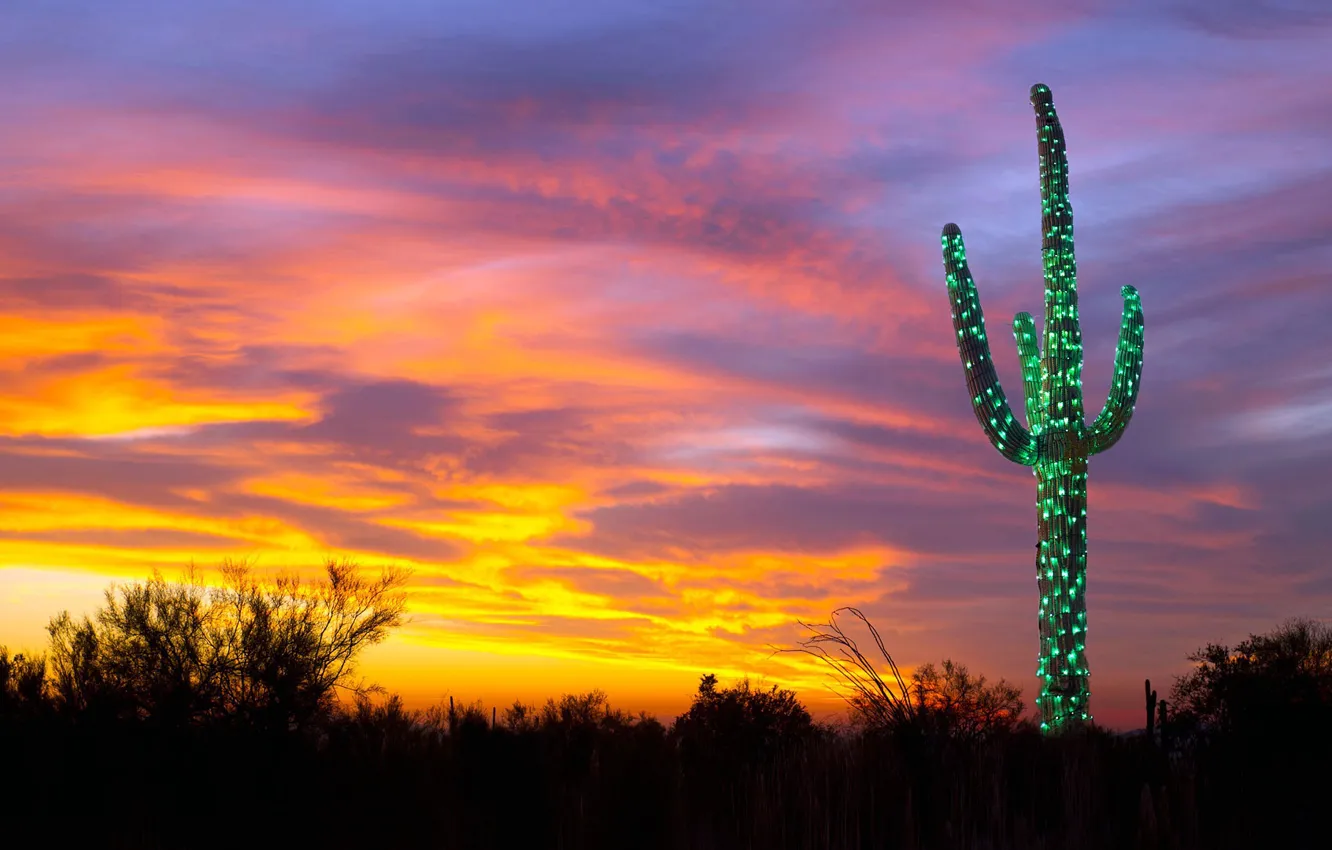 Фото обои огни, кактус, Рождество, Аризона, США, гирлянда, цереус