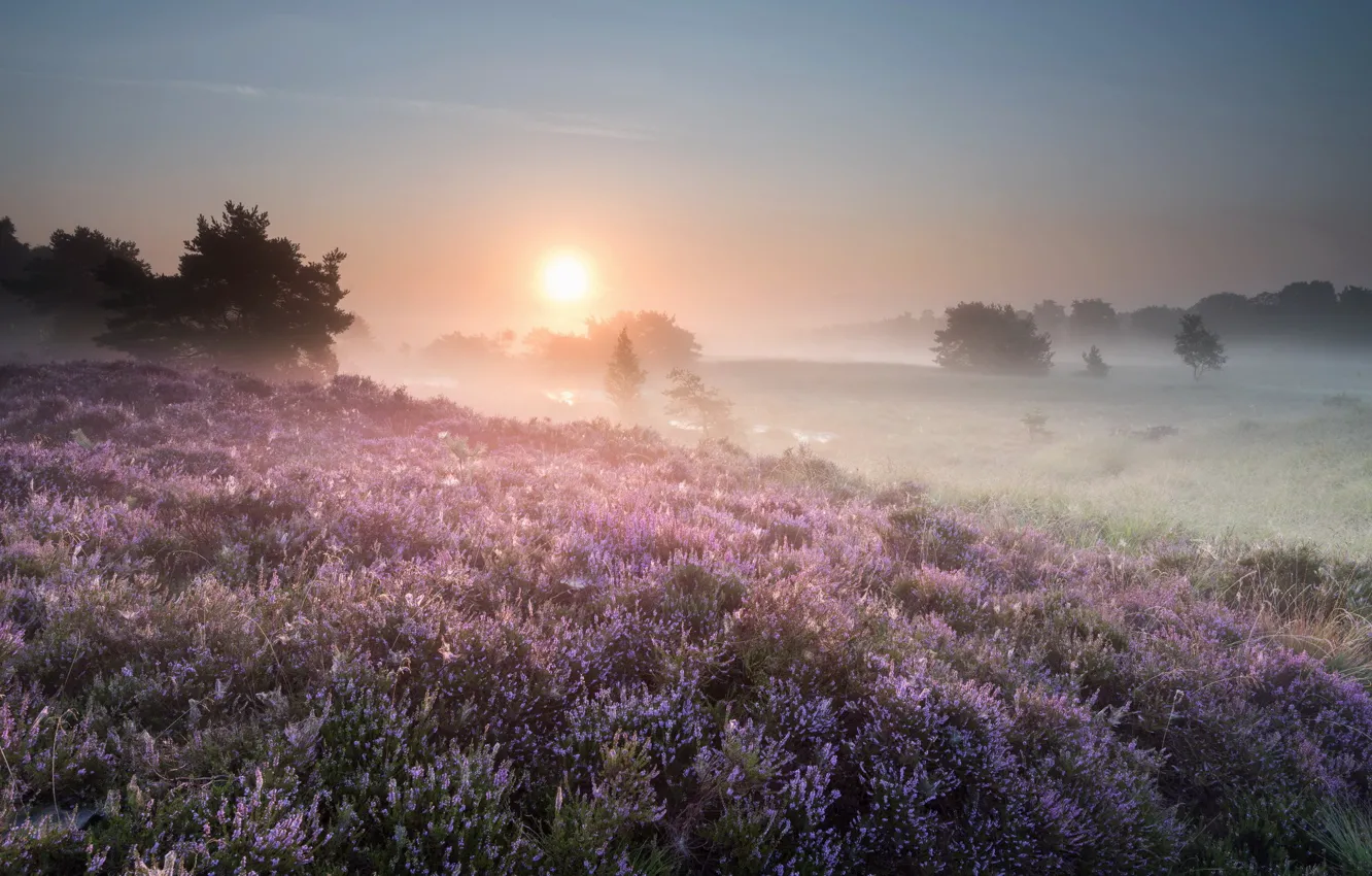 Фото обои поле, цветы, туман, утро